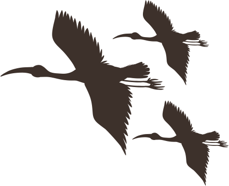 Illustration of a pelican