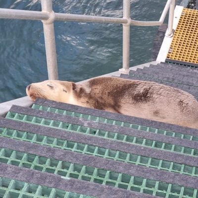 Seal resting on steps by water.