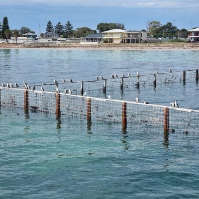 Birds perched on a water barrier near shore at Smoky Bay Beachfront Caravan Park
