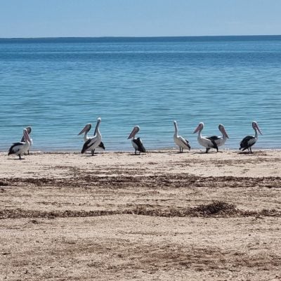 Pelicans gathered on a sandy beach by water at Smoky Bay Caravan Park