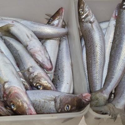Freshly caught fish lying on a textured wooden surface with visible scales and fins