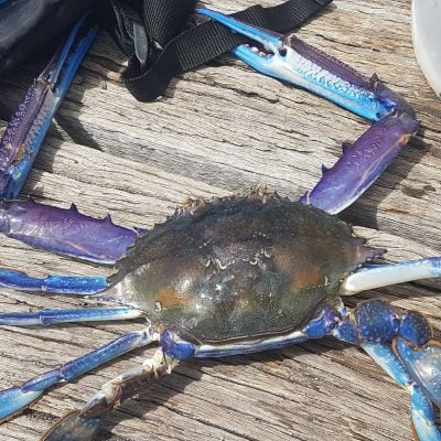 Close up of a blue crab on wood